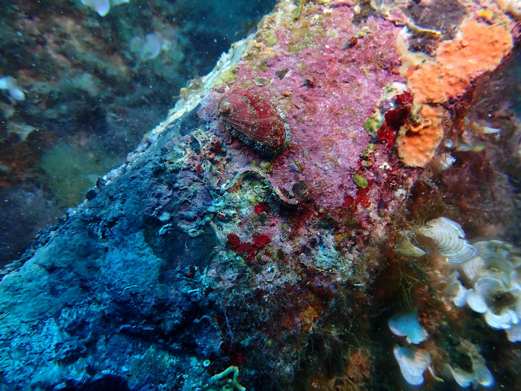 Reptadeonella Violacea From Platja Mar Menuda Av Mar Menuda 2 17320