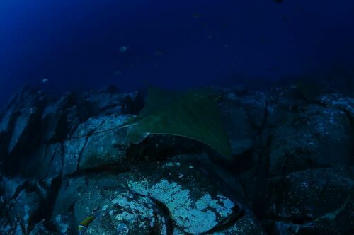 Duckbill Ray Aetomylaeus Bovinus Minka