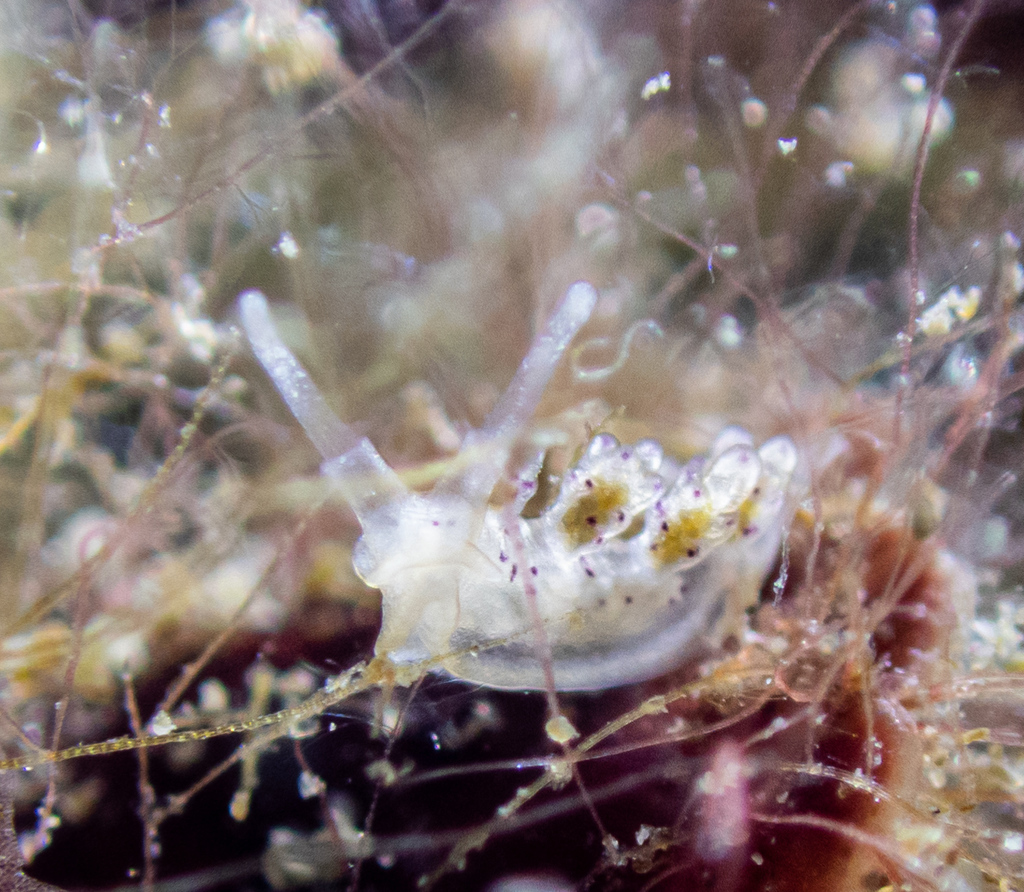 Crowned Seaslug From Carrer Port De Sant Miquel Sant Joan