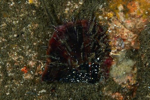 Atlantic Pearl Oyster - Photo (c) xavi salvador costa, some rights reserved (CC BY-NC)