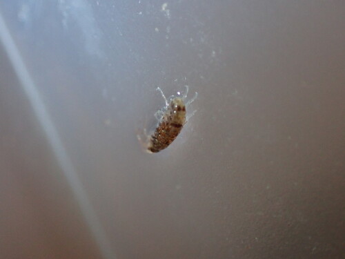 Amphipods