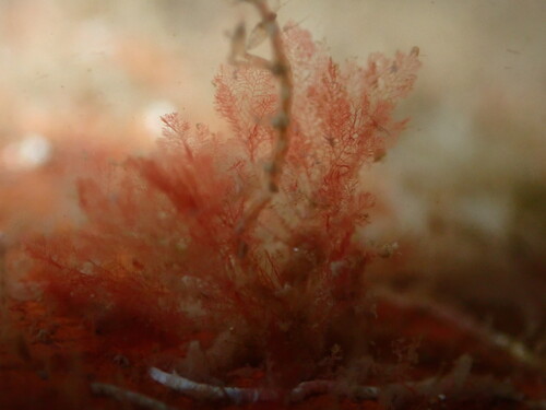 Red algae