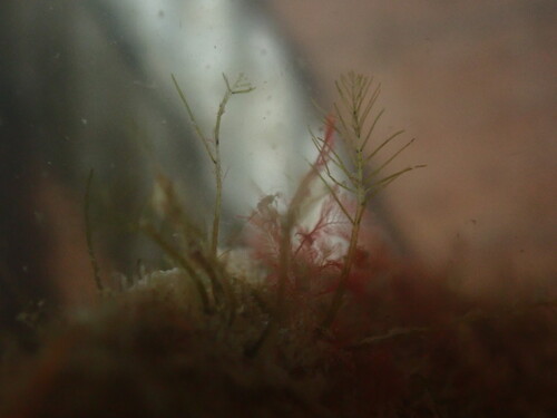 Bryopsis