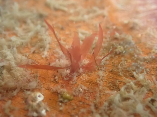Red algae