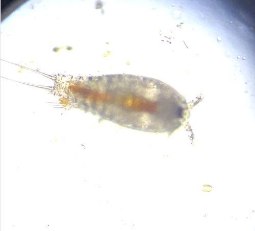 Copepods