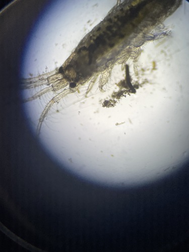 Gammaridae