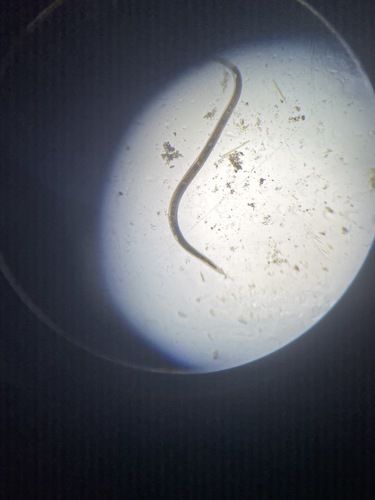 Nematodes