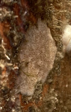 Bryozoans
