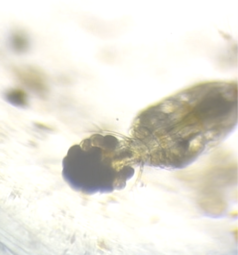 Copepoda
