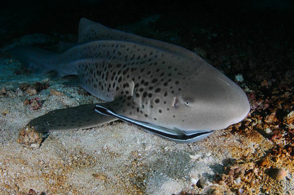 Leopard Shark - Photo (c) xavi salvador costa, some rights reserved (CC BY-NC)