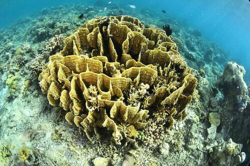Table and Staghorn Corals - Photo (c) xavi salvador costa, some rights reserved (CC BY-NC)