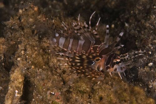 Spotfin Lionfish - Photo (c) xavi salvador costa, some rights reserved (CC BY-NC)
