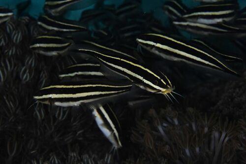 Coral Catfish - Photo (c) xavi salvador costa, some rights reserved (CC BY-NC)