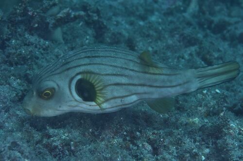 Striped Puffer - Photo (c) xavi salvador costa, some rights reserved (CC BY-NC)