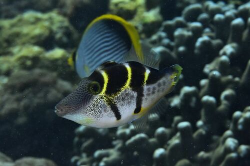 Blacksaddle Filefish - Photo (c) xavi salvador costa, some rights reserved (CC BY-NC)