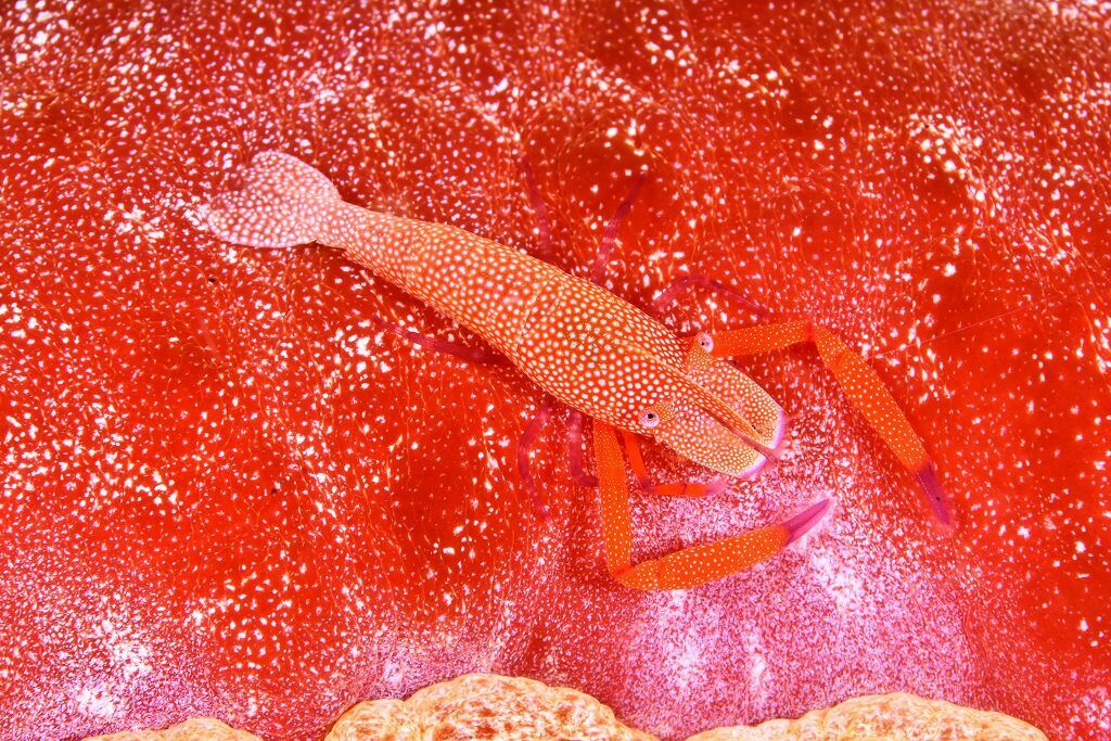 Emperor Shrimp - Photo (c) xavi salvador costa, some rights reserved (CC BY-NC)