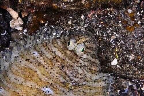 Pleuronectiformes - Photo (c) xavi salvador costa, some rights reserved (CC BY-NC)