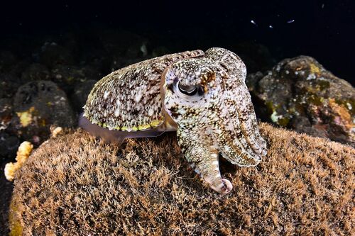Broadclub Cuttlefish - Photo (c) xavi salvador costa, some rights reserved (CC BY-NC)