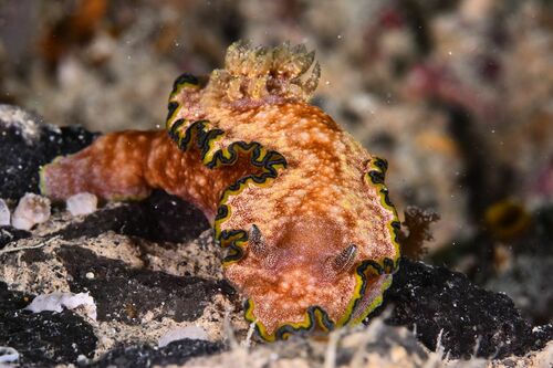 Glossodoris - Photo (c) xavi salvador costa, some rights reserved (CC BY-NC)
