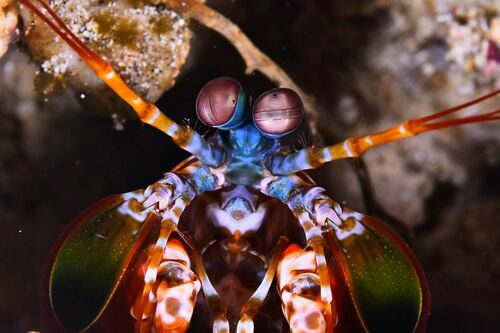 Peacock Mantis Shrimp - Photo (c) xavi salvador costa, some rights reserved (CC BY-NC)