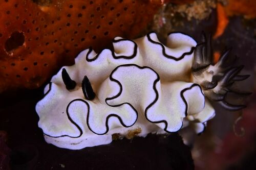 Black-margined Nudibranch - Photo (c) xavi salvador costa, some rights reserved (CC BY-NC)