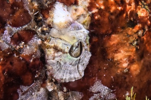 Triangle Barnacle - Photo (c) xavi salvador costa, some rights reserved (CC BY-NC)