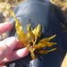 Sargassum flavifolium - Photo (c) Rocio Aime Nieto Vilela, some rights reserved (CC BY), uploaded by Rocio Aime Nieto Vilela