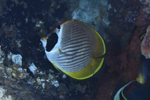 Philippine Butterflyfish - Photo (c) xavi salvador costa, some rights reserved (CC BY-NC)