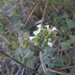 Origanum vulgare virens - Photo (c) duartefrade, some rights reserved (CC BY)
