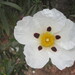 Cistus ladanifer ladanifer - Photo (c) duartefrade, some rights reserved (CC BY)