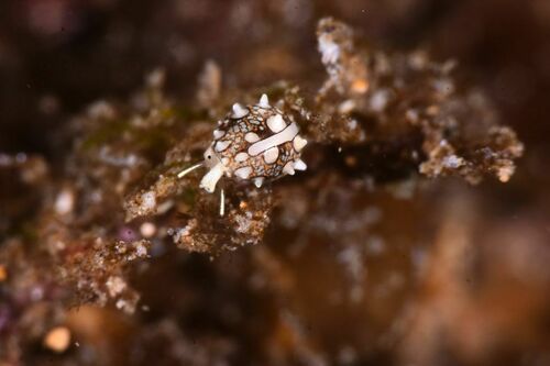Granulina marginata - Photo (c) xavi salvador costa, some rights reserved (CC BY-NC)