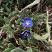 Lysimachia monelli - Photo (c) duartefrade, some rights reserved (CC BY)