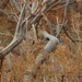 Curruca conspicillata - Photo (c) duartefrade, some rights reserved (CC BY)