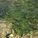 Zostera noltii - Photo (c) duartefrade, some rights reserved (CC BY)