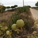 Iberian Wild Pear Tree - Photo (c) duartefrade, some rights reserved (CC BY)