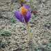Crocus serotinus - Photo (c) duartefrade, some rights reserved (CC BY)