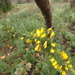 Ulex minor - Photo (c) duartefrade, some rights reserved (CC BY)