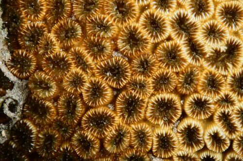 Oulastrea crispata - Photo (c) xavi salvador costa, some rights reserved (CC BY-NC)