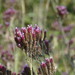 Verbena incompta - Photo (c) duartefrade, some rights reserved (CC BY)