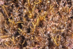 Sweet-smelling Seaweed - Photo (c) xavi salvador costa, some rights reserved (CC BY-NC)