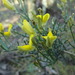 Stauracanthus genistoides - Photo (c) duartefrade, some rights reserved (CC BY)