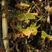 Quercus orocantabrica - Photo (c) duartefrade, some rights reserved (CC BY)