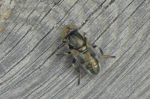 Small Spotty-eyed Drone Fly - Photo (c) mediambient_ajelprat, some rights reserved (CC BY-NC)