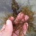 Gongolaria nodicaulis - Photo (c) duartefrade, some rights reserved (CC BY)