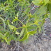 Euphorbia boetica - Photo (c) duartefrade, some rights reserved (CC BY)