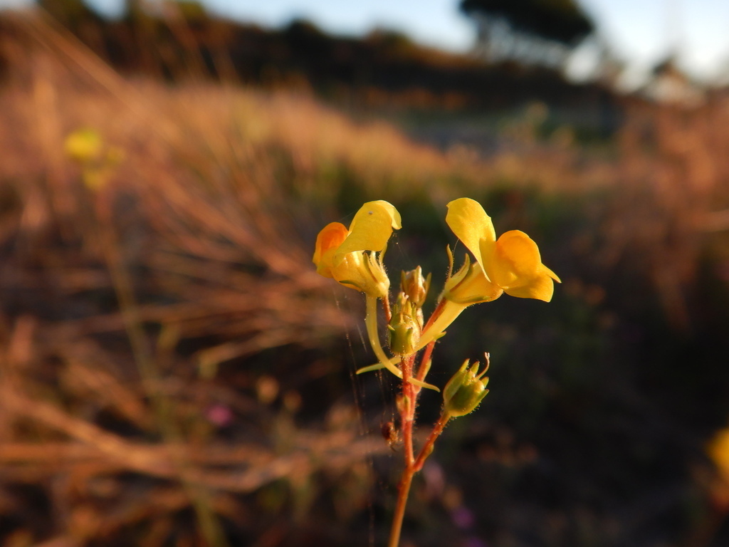 Linnets and Twite - Photo (c) duartefrade, some rights reserved (CC BY)