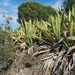 Furcraea selloana - Photo (c) duartefrade, some rights reserved (CC BY)