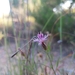 Centaurea aspera stenophylla - Photo (c) duartefrade, some rights reserved (CC BY)