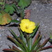 Oenothera stricta - Photo (c) duartefrade, some rights reserved (CC BY)