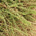Beta macrocarpa - Photo (c) duartefrade, some rights reserved (CC BY)